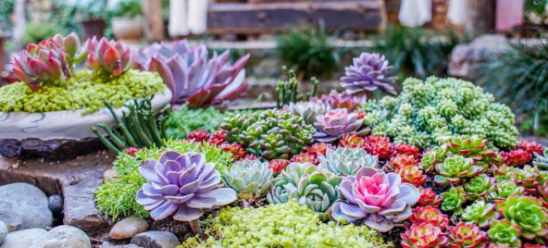 丽江束河古镇德合丰客栈图片