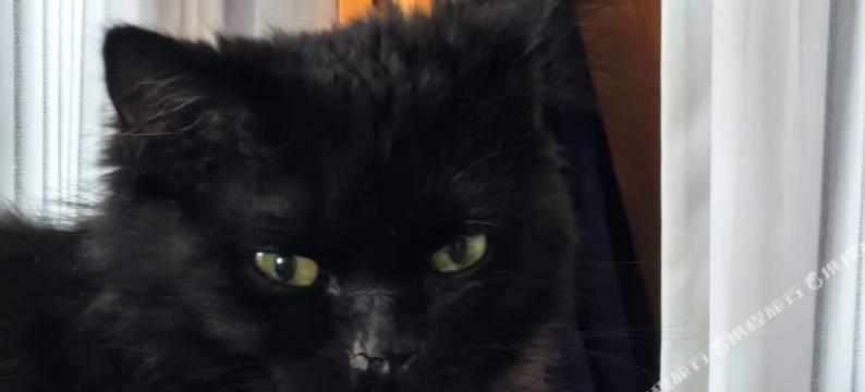 大理古城松果坞精品客栈图片