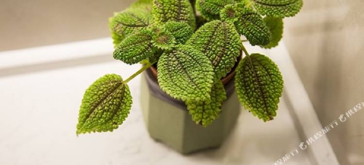 星程酒店(郑州西站吾悦广场店)图片