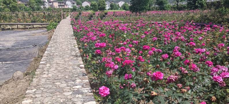 杭州大明山相携民宿图片