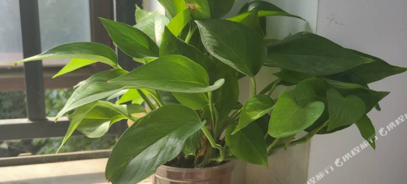 途家山水商务宾馆(未来科技城店)图片