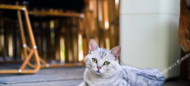 梵涧·栖心|朝暮观·溪涧时序设计师民宿(青岛崂山风景区店)图片