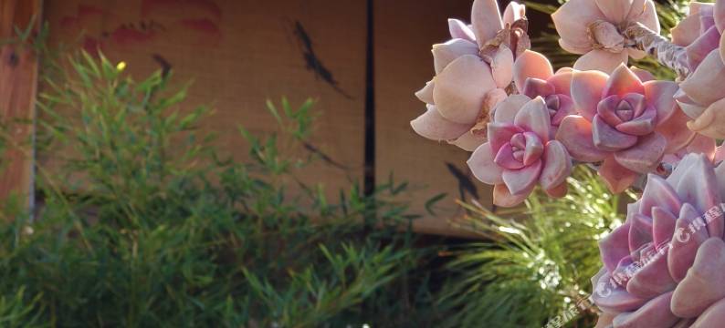 留白温泉小院(牛街店)图片