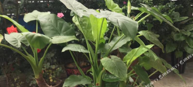 石阡玫瑰园民宿图片