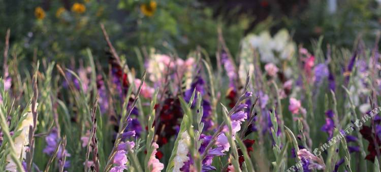 伊犁回声花园民宿图片