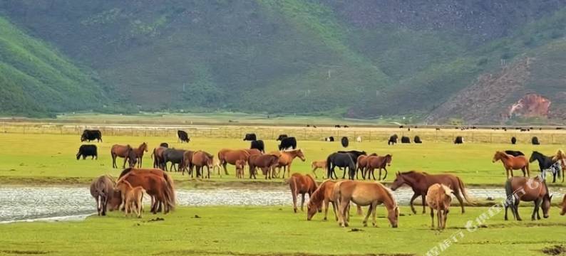 雪山野境｜十里雪山野奢庄园(香格里拉纳帕海店)图片