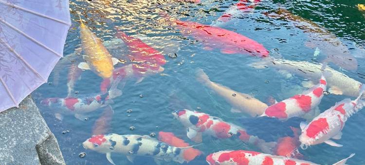 草木介里民宿(洞头风景区东岙沙滩店)图片