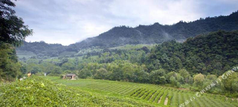 武夷山山栖谷隐民宿(奇丹茶庄园店)图片