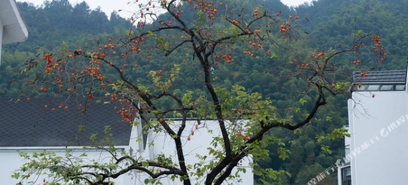 桐庐莲社溪客民宿图片
