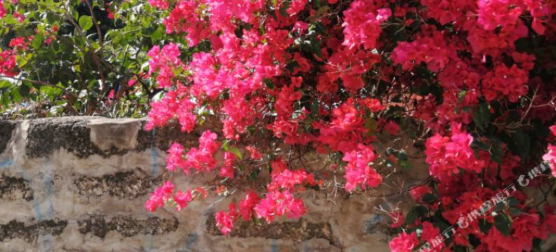 涠洲岛见海Sea.U民宿(石螺口店)图片