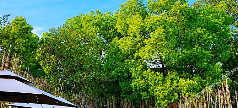 东湖香居客舍(磨山生态旅游风景区店)图片