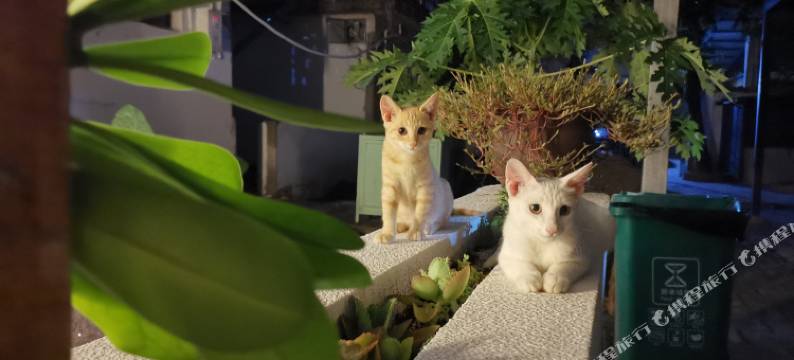 景洪泰逗青年旅舍图片