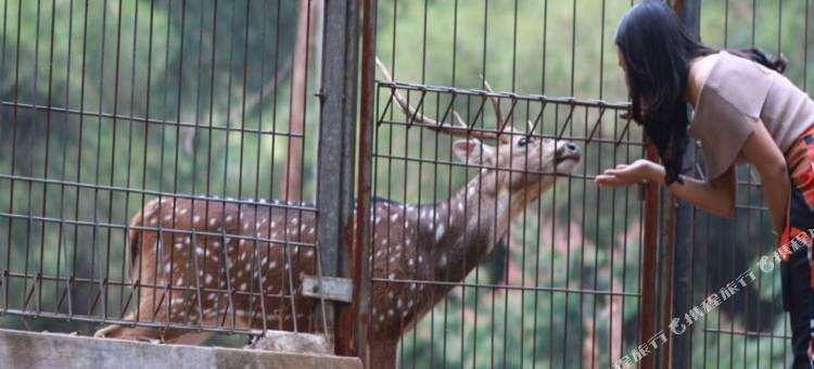 萨希德阿迪罗索酒店(Adiroso Managed by Sahid)图片