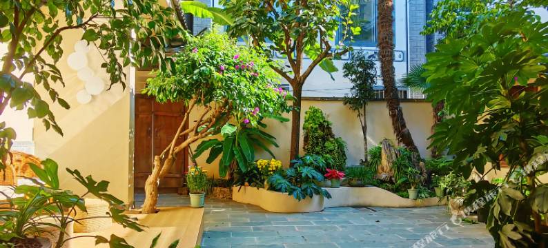 大理古城柿子树小院图片