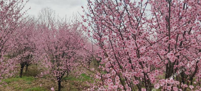 日落而归民宿(安吉浙江自然博物院店)图片