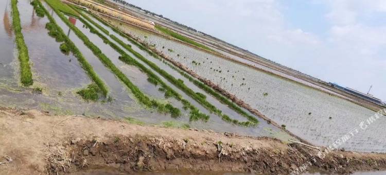盘锦红海滩树龙民宿图片