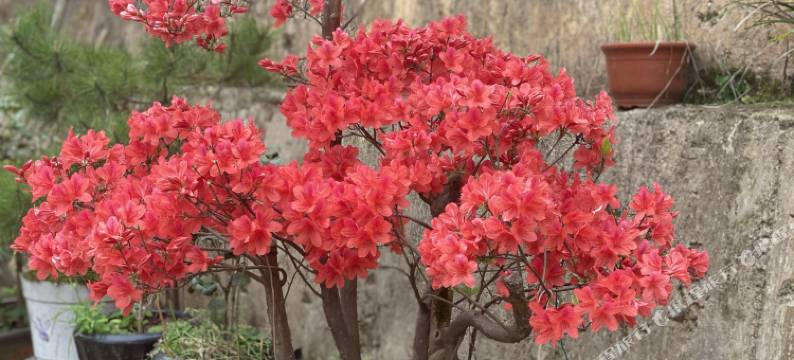 歙县碧玉山庄图片