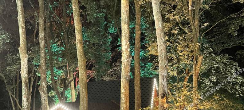 陆河两山森林康养民宿(万东店)图片