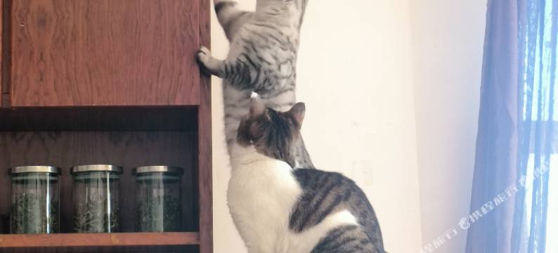 千屿绿岛青年旅舍(大同火车站店)图片