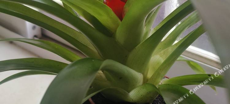 丽江福运来酒店图片