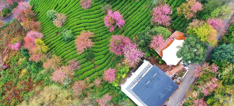 樱花谷闻樱楼图片