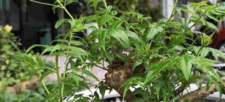 张家界追忆民宿(武陵源森林公园店)图片