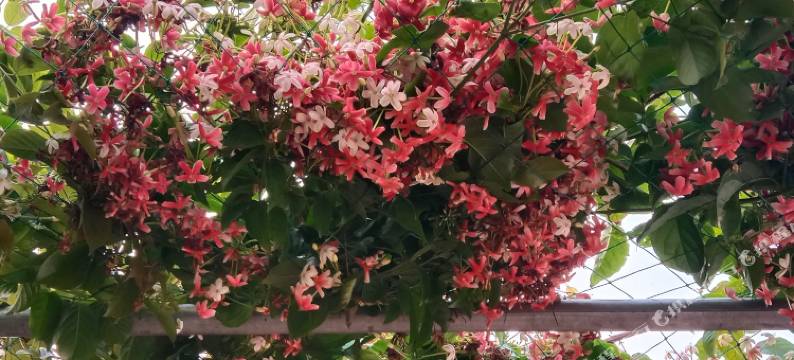 徐闻南极村海涛珊瑚民宿图片