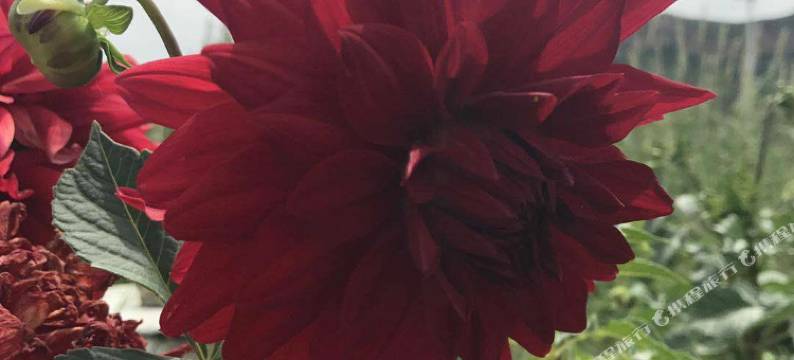 偏关老杨农家乐图片