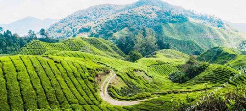 基亚花园小木屋(Kea Garden Mini Chalet)图片