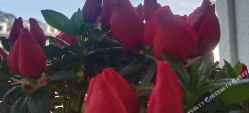 峨眉山沃客民宿(峨眉山景区零公里店)图片