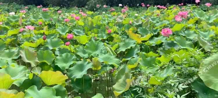 花筑·安吉花非雾民宿(云上草原店)图片