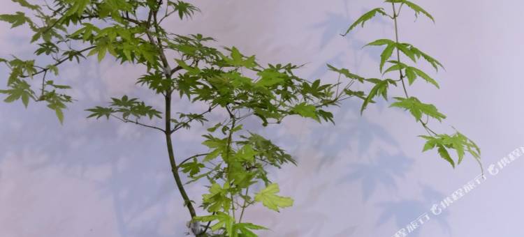 武夷山慢居时光民宿(景区南入口店)图片