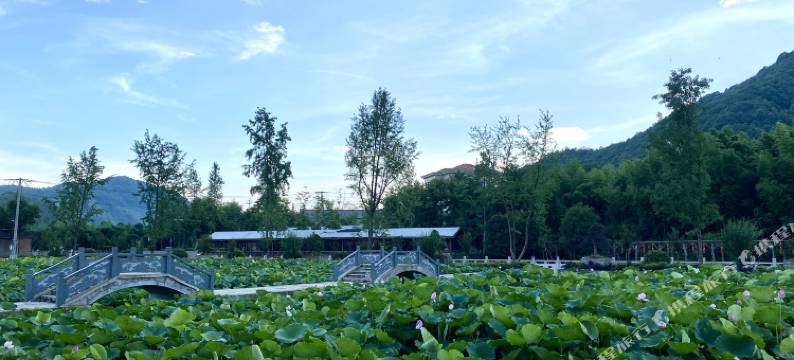 杭州银杏民宿图片