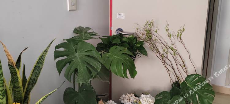 小草民宿(市医院闽师大店)图片