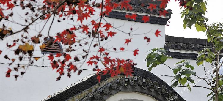 开化金凤凰梧桐苑民宿图片