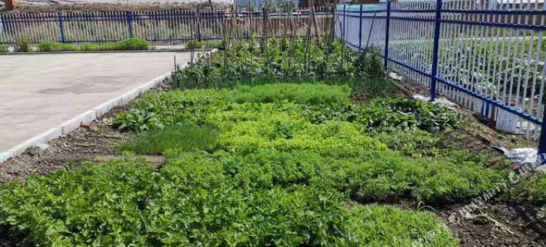 额尔古纳白桦林庄园图片