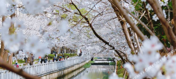 南京东方珍珠voco酒店图片