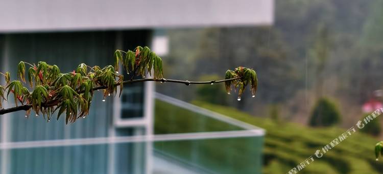 云深知处民宿(贺子珍故居店)图片