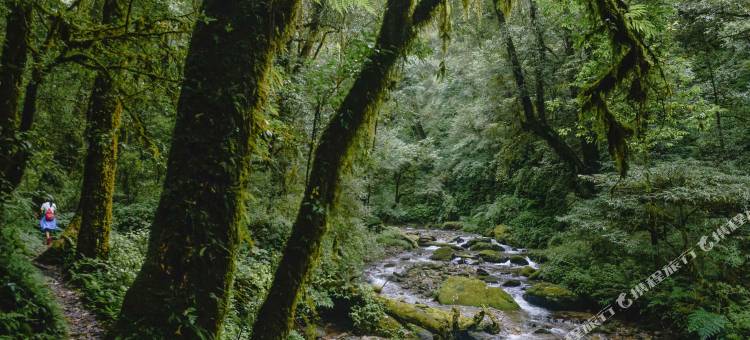 普洱小熊猫庄园图片