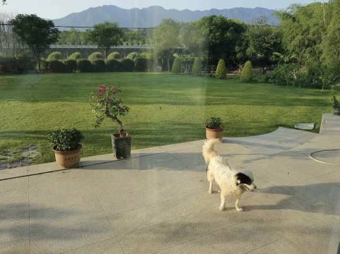 尚层风起・风吟竹坞 | 松阳竹海・半山望谷禅意美宿图片