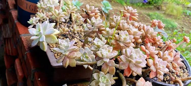 碧海硒客民宿图片