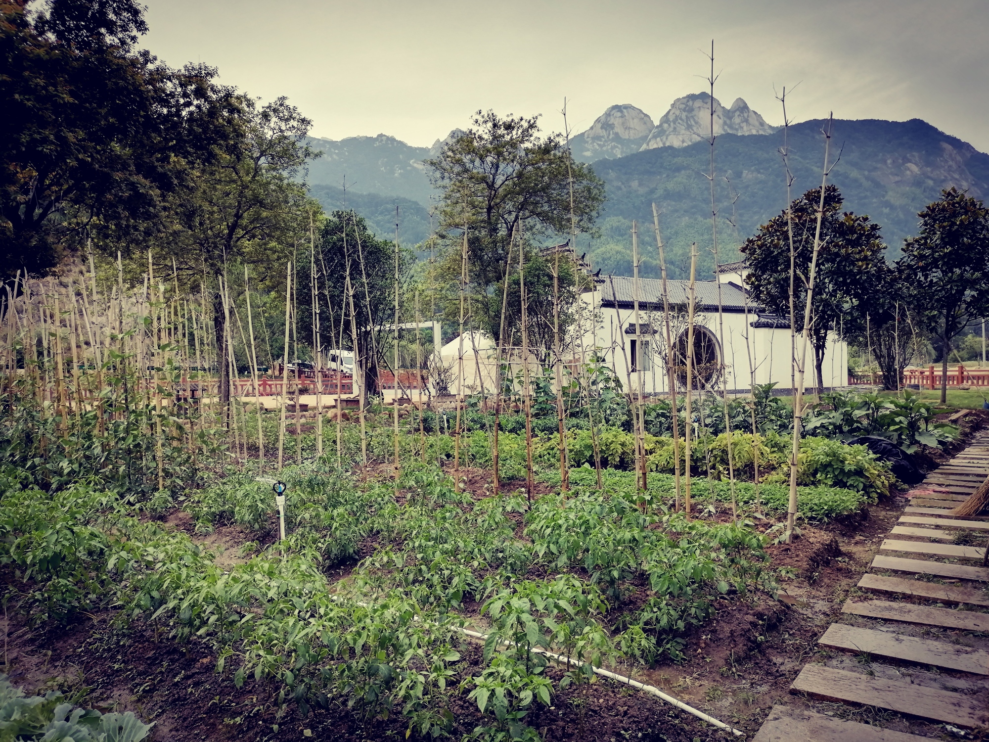 DALE resort Over view