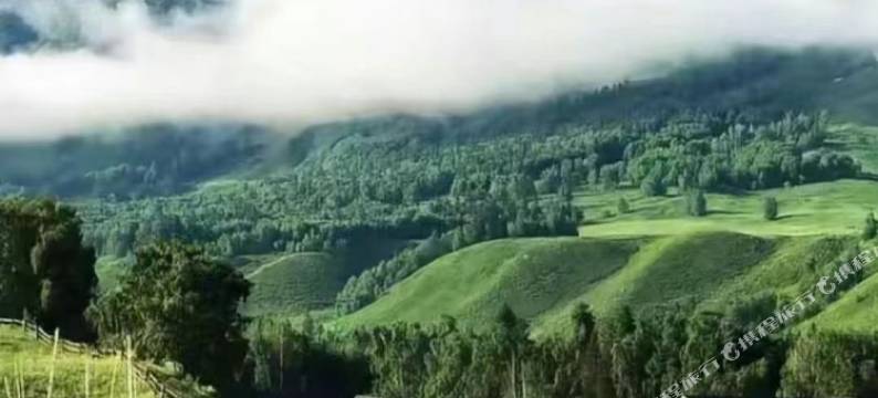 白哈巴·浅遇林间图片
