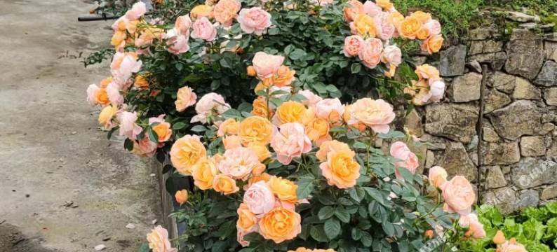 张家界大峡谷曹家大院图片