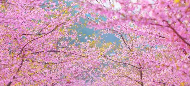 龙泉秀水雅居民宿图片