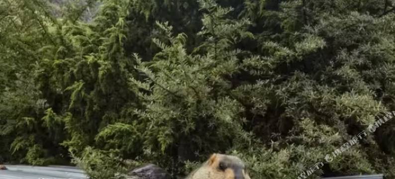 扎尕那岚岫观景民宿图片