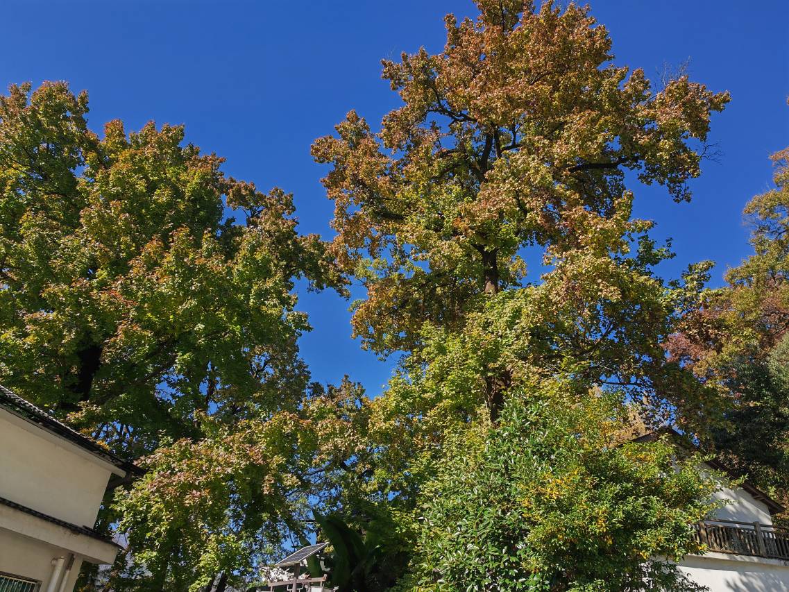 枫吟小境·Petrichor环山观景·团队轰趴Villa美宿(红叶指南店)