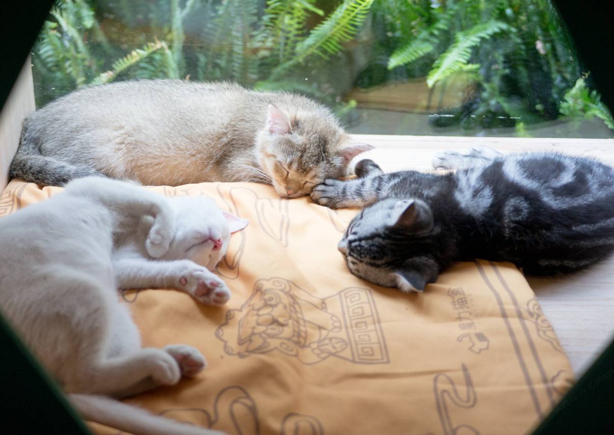 宋庭国风生活(慈城古县城店)图片