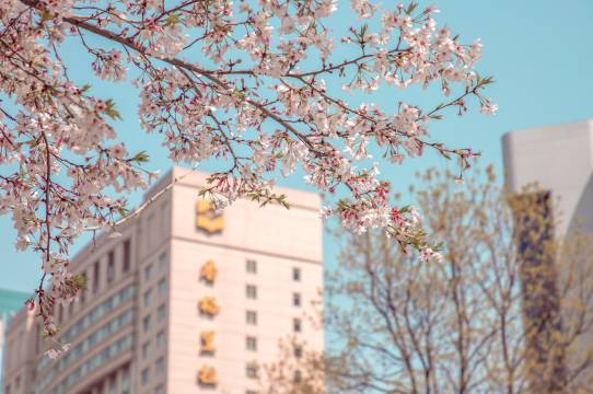 武汉香格里拉大酒店图片