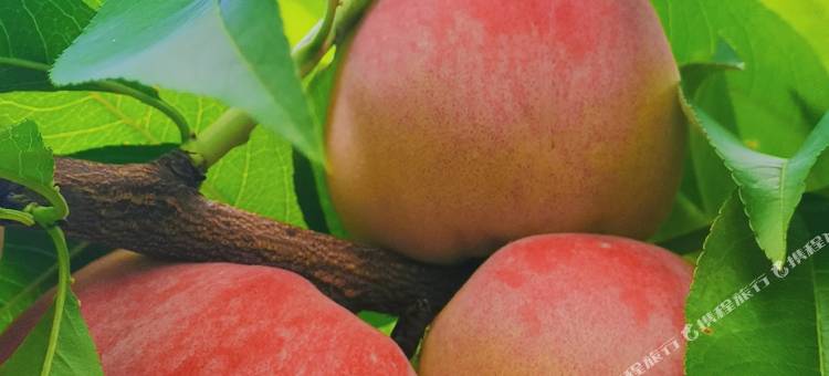 云顶人家民宿图片